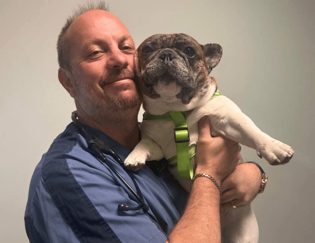 Veterinarian holding French Bulldog